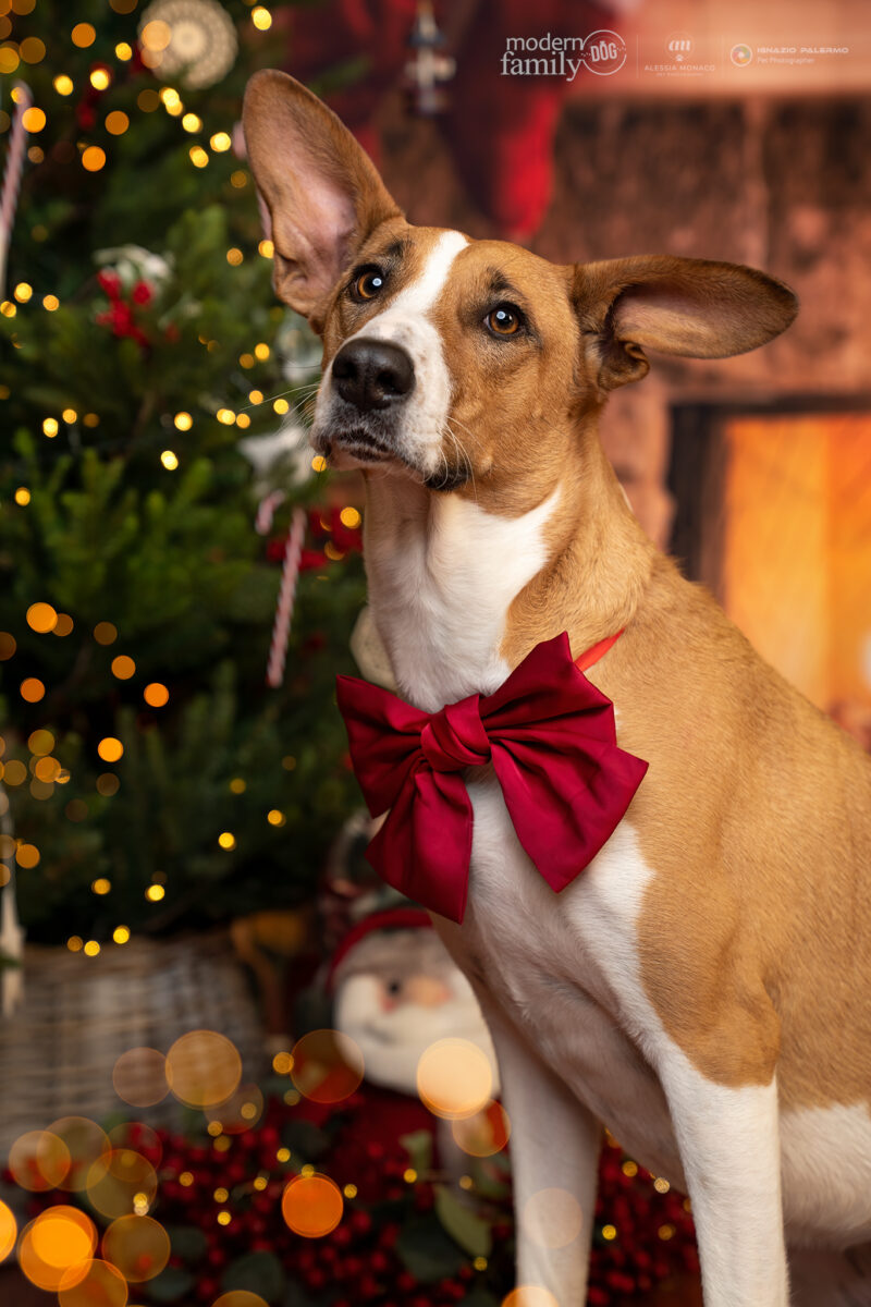 shooting di natale per cani in lombardia