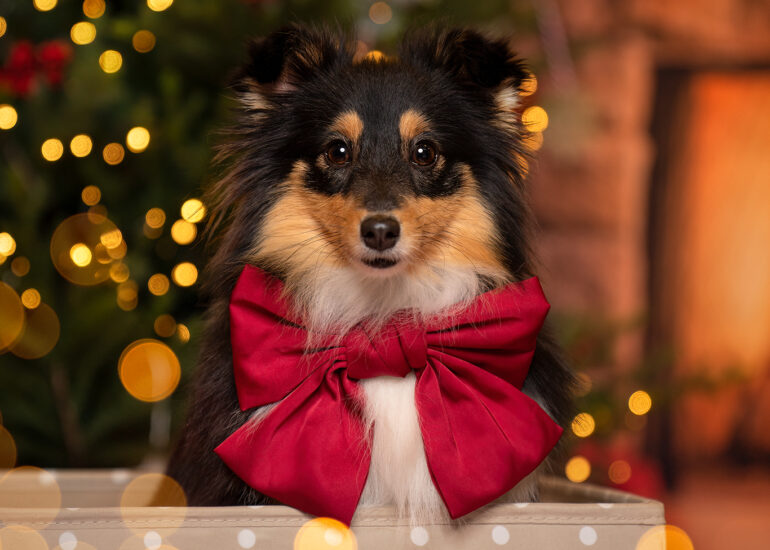 shooting natale cani lombardia