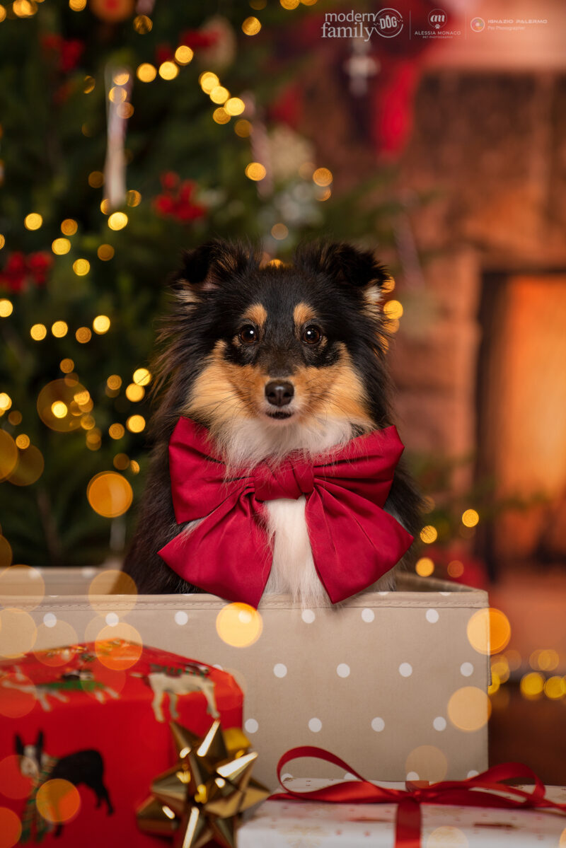 shooting natale cani lombardia