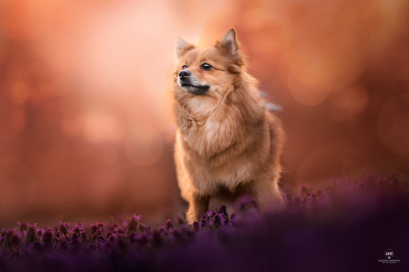 allevamento spitz pomerania