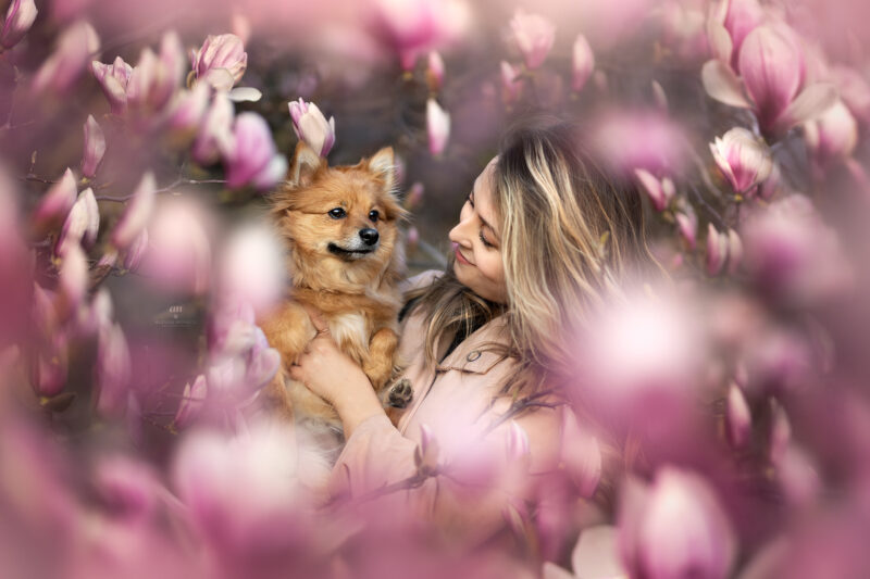 cane tra le magnolie