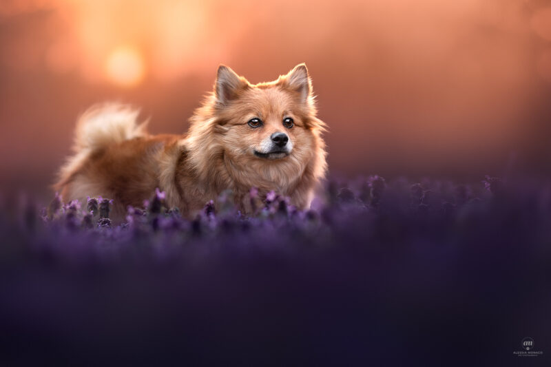 pomerania varese