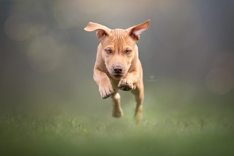 souther pitbull italia