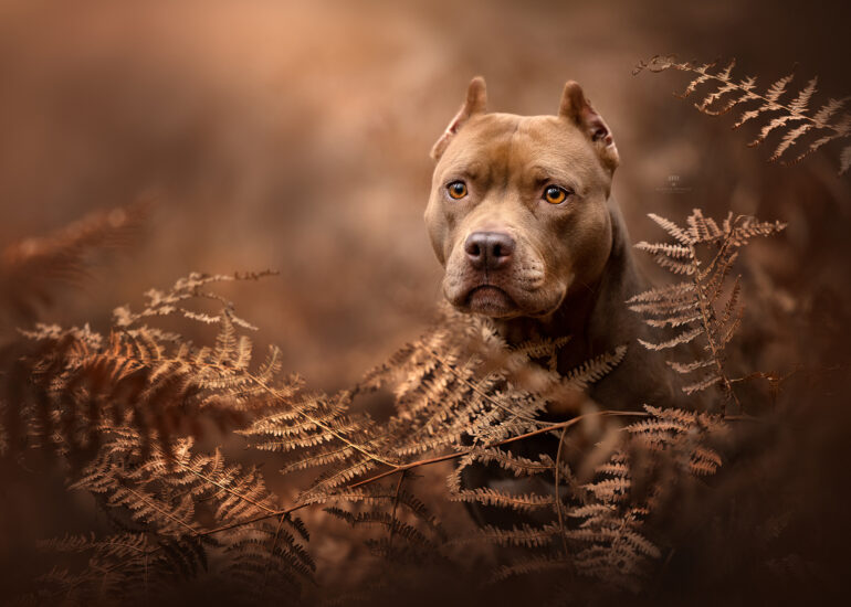 pitbull italia bosco