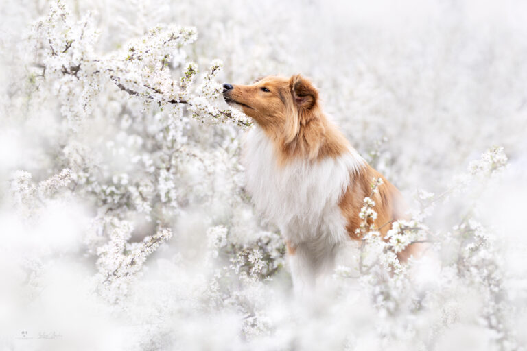 dog white flowers