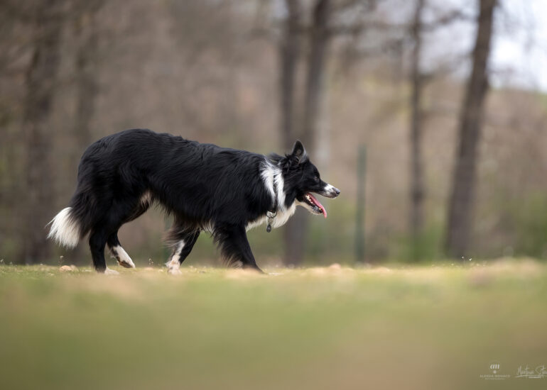 border collie pecore