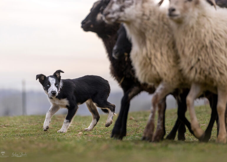 border collie pecore foto