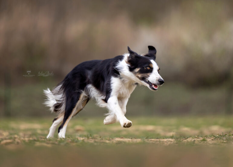 border collie sheepdog