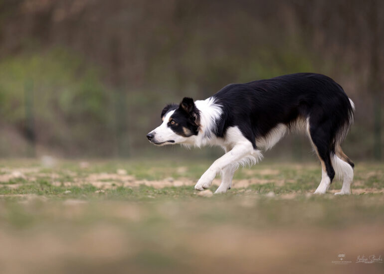 border sheepdog