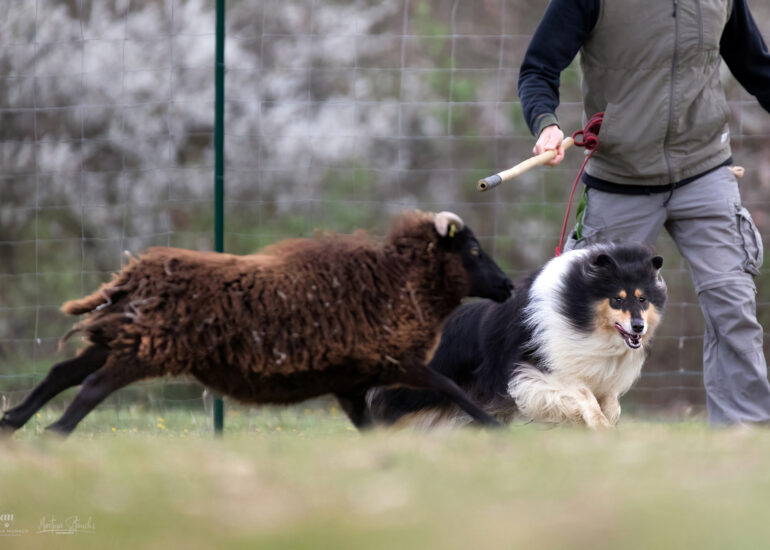 collie sheepdog