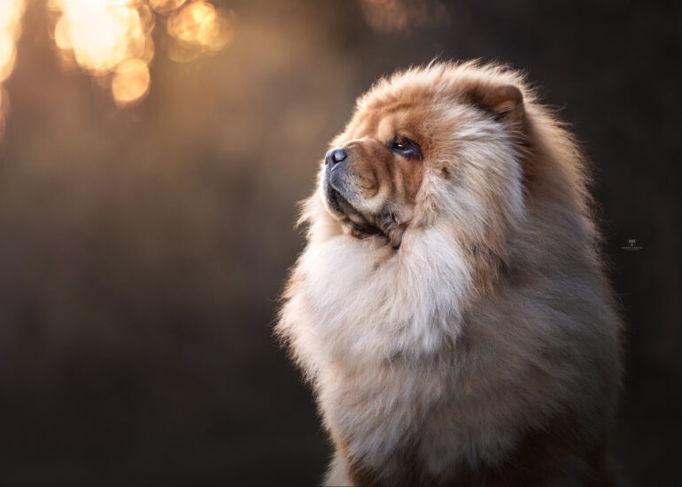 chow chow cane