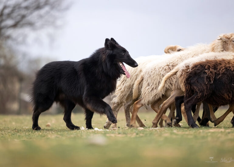 foto sheepdog