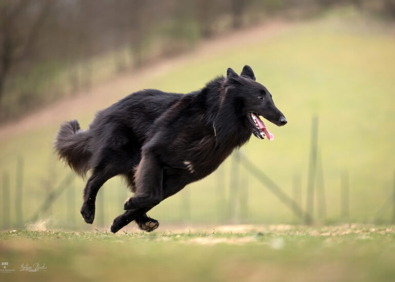 foto sheepdog alessandria