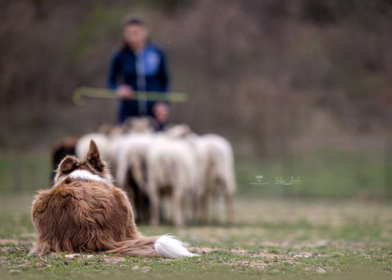foto sheepdog piemonte