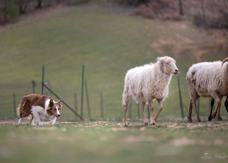 gare sheepdog piemonte