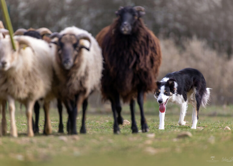 il lupo nero sheepdog