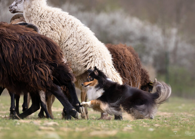 il lupo nero sheepdog alessandria