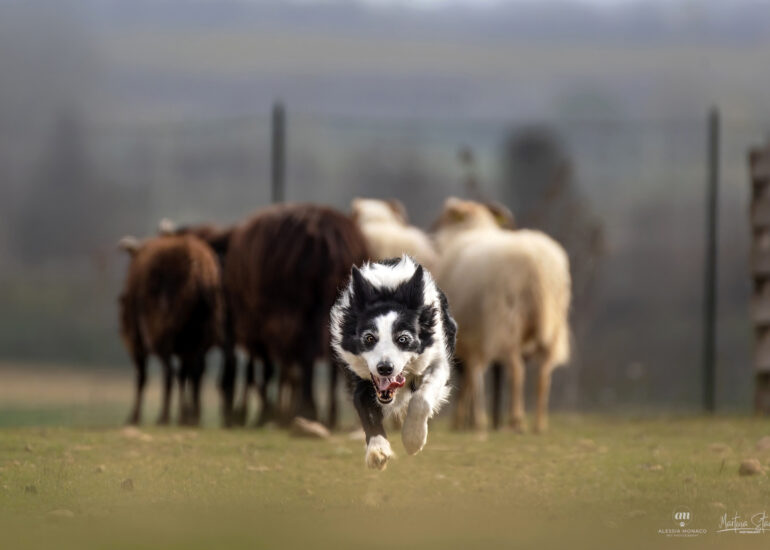il lupo nero sheepdog cassine