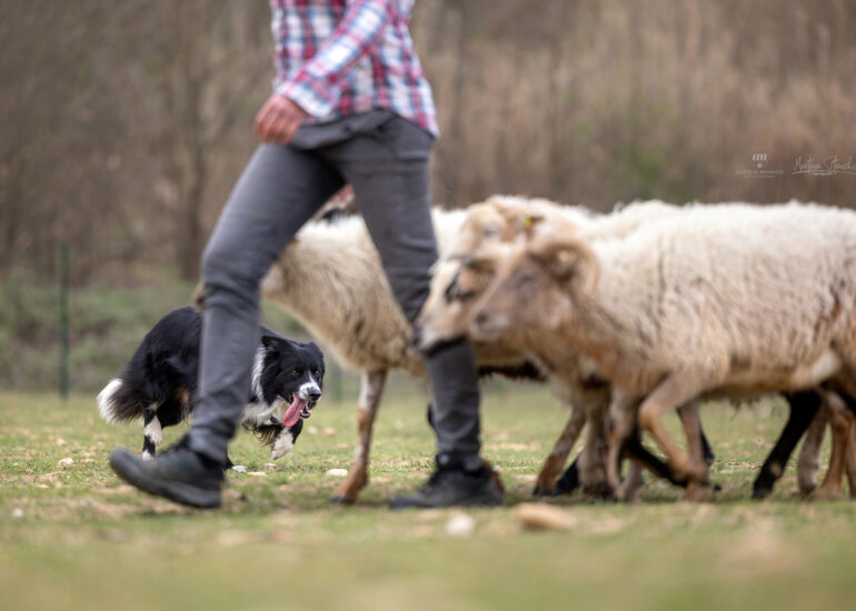 pecore border collie