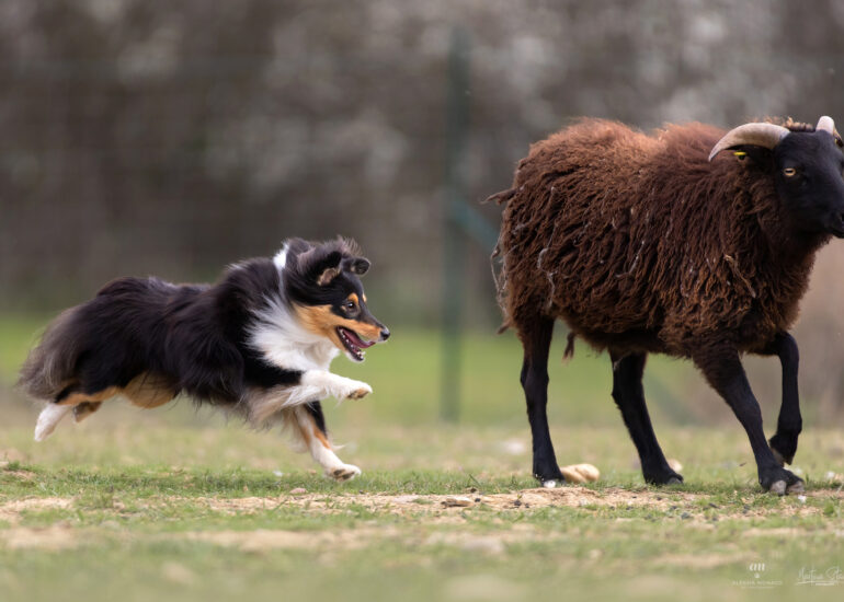 sheepdog alessandria