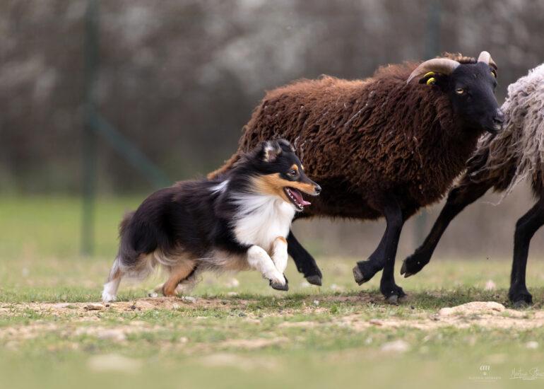 sheepdog il lupo nero