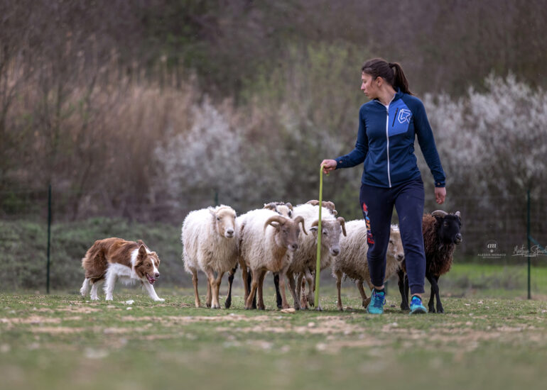 sheepdog italia