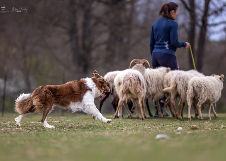 sheepdog piemonte