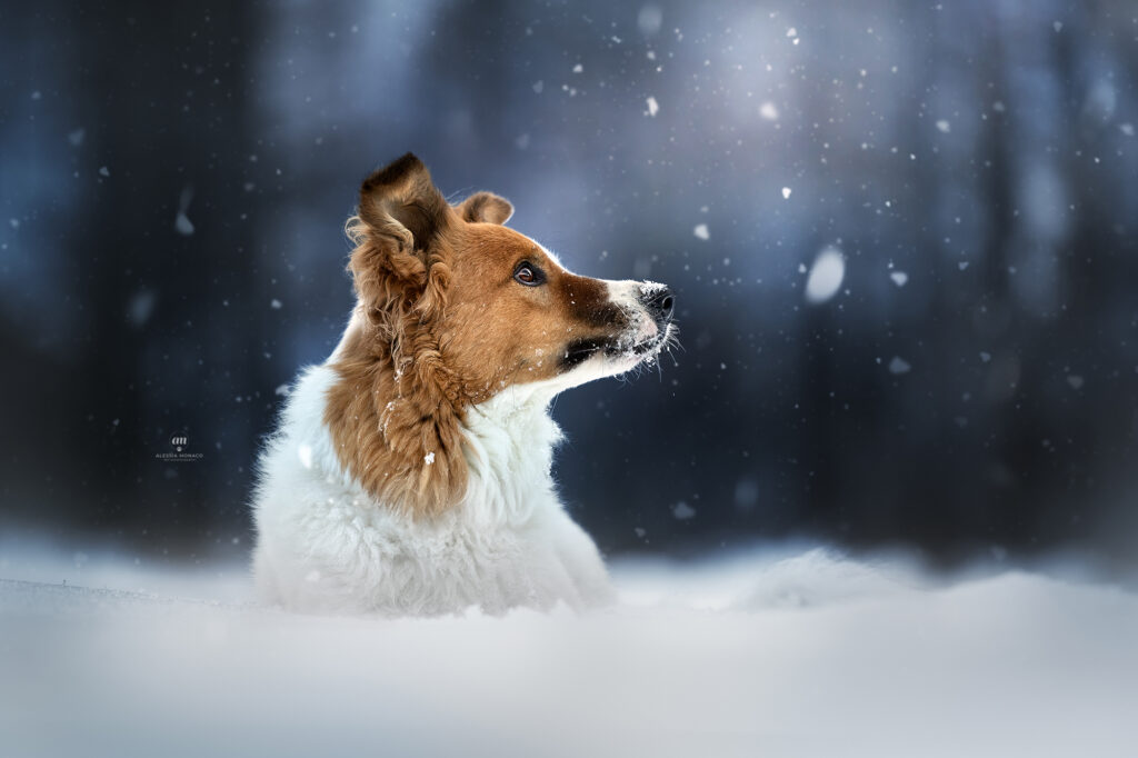 cane-nella-neve-lombardia